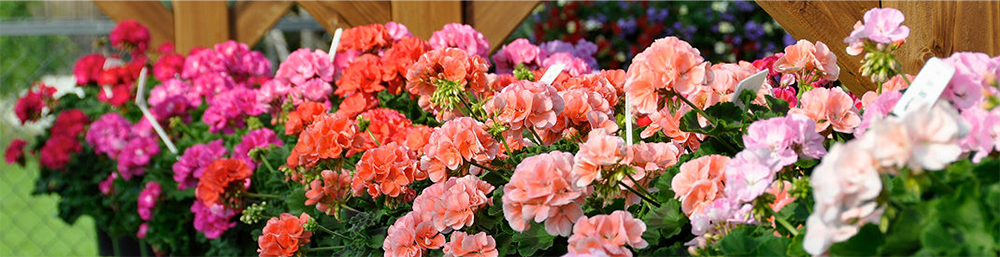 foto-Gartenbau Gastager