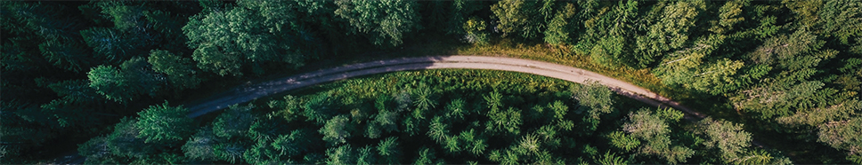 Vogelperspektive einer geschwungenen Landstraße, die durch einen dichten, grünen Nadelwald führt